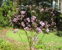 backyard wildlife 039.jpg
